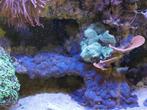 Rodo Montiplaat en groene monti, Dieren en Toebehoren, Vis