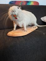 taxidermie taxidermy opgezette "beverrat "met leucisme, Verzamelen, Dierenverzamelingen, Ophalen of Verzenden, Zo goed als nieuw