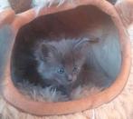 Kittens Noorse Boskat x Maine Coon, Dieren en Toebehoren, Katten en Kittens | Raskatten | Langhaar, Meerdere dieren, Ontwormd