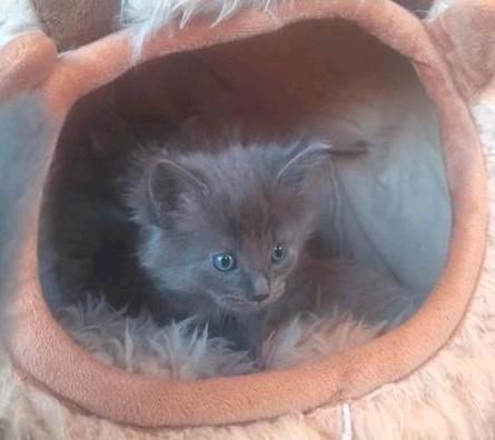 Kittens Noorse Boskat x Maine Coon, Dieren en Toebehoren, Katten en Kittens | Raskatten | Langhaar, Meerdere dieren, 0 tot 2 jaar