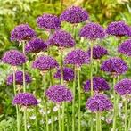 Allium Bloembollen - Prachtige Sieruien!, Ophalen of Verzenden, Najaar, Volle zon, Bloembol