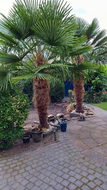 2x mooie palmboom trachycarpus fortunei! beschikbaar voor biedingen
