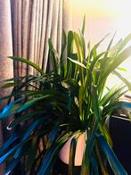 Grote Clivia kamerplant – volle plant met pot, Ophalen, Overige soorten, Halfschaduw