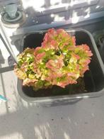 Hortensia, Ophalen, Overige soorten, Halfschaduw