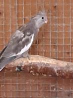 Jonge witmasker valkparkiet, Dieren en Toebehoren, Vogels | Parkieten en Papegaaien, Geslacht onbekend, Parkiet, Tam