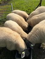 Schapen Bleu du Maine Rammen te Koop, Dieren en Toebehoren, Schapen, Geiten en Varkens, Mannelijk, Schaap, 0 tot 2 jaar