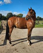 Stoere allround sportpony, Dieren en Toebehoren, Pony's, E pony (1.48m - 1.57m), Gechipt, Ruin, Dressuurpony
