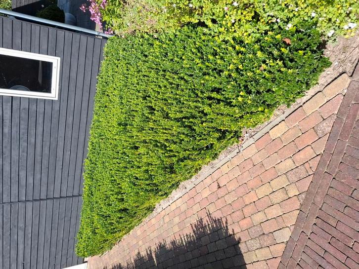 japanse hulst ong. 50 cm hoog, Tuin en Terras, Planten | Struiken en Hagen, Hulst, Minder dan 100 cm, Ophalen