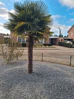 2 grote palmbomen, 250 tot 400 cm, Zomer, Palmboom, Ophalen