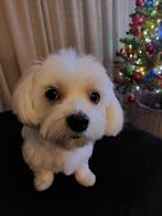 Maltheser hondje 6 jaar oud, Dieren en Toebehoren, 6 jaar of ouder, Maltezer, Reu, Eén hond