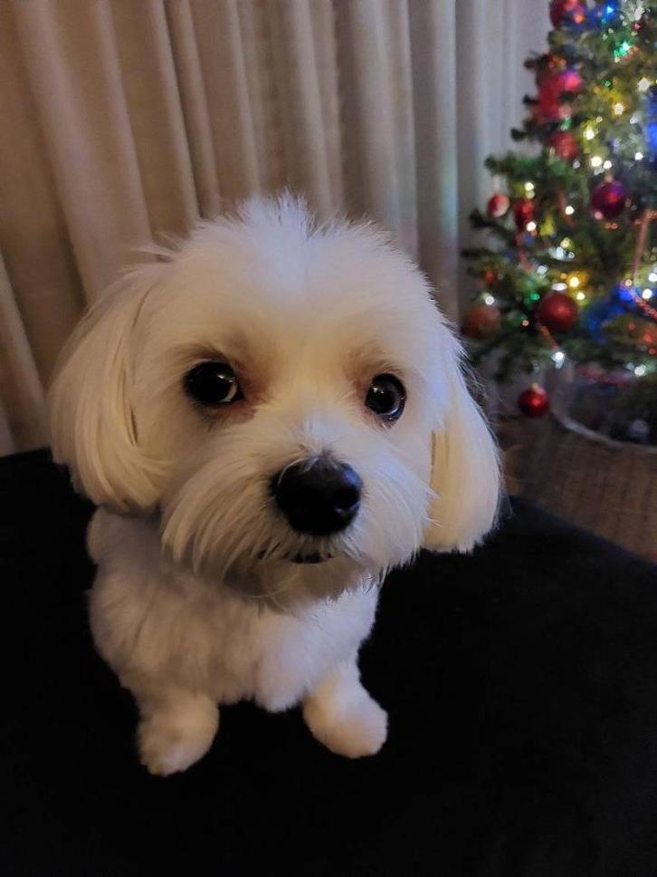Maltheser hondje 6 jaar oud, Dieren en Toebehoren, Honden | Chihuahua's en Gezelschapshonden, Reu, Maltezer, Particulier, Eén hond