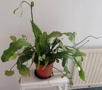 Plant Epiphylum / bladcactus in aarde  € 20,00, Huis en Inrichting, Kamerplanten, Vetplant, Minder dan 100 cm, Bloeiende kamerplant
