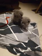 Britse korthaar, Dieren en Toebehoren, Katten en Kittens | Raskatten | Korthaar, Meerdere dieren