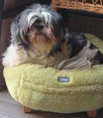 Shih Tzu teefje 8 jaar is op zoek naar personeel!!, Dieren en Toebehoren, Honden | Chihuahua's en Gezelschapshonden, 6 jaar of ouder