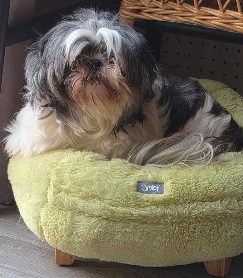 Shih Tzu teefje 8 jaar is op zoek naar personeel!!, Dieren en Toebehoren, Honden | Chihuahua's en Gezelschapshonden, Teef, Overige rassen