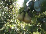 Onbespoten peren, Diversen, Levensmiddelen, Ophalen