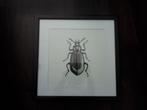 Zwarte lijst met tor/ Kever print, Antiek en Kunst, Kunst | Etsen en Gravures, Ophalen