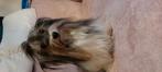Biewer Yorkshire Terrier, Dieren en Toebehoren, Yorkshire Terriër, Reu, 8 tot 15 weken, Meerdere