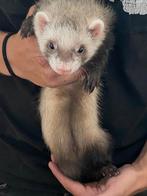 Fretten pups, Dieren en Toebehoren, Overige Dieren, Mei, Mannelijk
