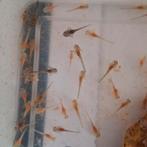 Baby axolotls, Dieren en Toebehoren