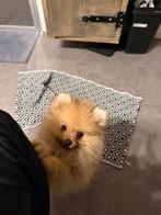 Pomeriaan puppy, Dieren en Toebehoren, Particulier, Keeshond, 15 weken tot 1 jaar, Reu
