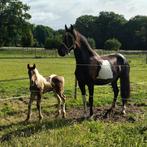 Barock Pinto merrie (6) met merrieveulen, Dieren en Toebehoren, Paarden, Merrie, Gechipt, Zadelmak, 3 tot 6 jaar