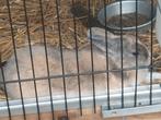 Konijn, Dieren en Toebehoren, Konijnen, Mannelijk, Dwerg