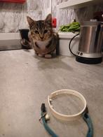 Halve mainecoon kittens., Dieren en Toebehoren, Katten en Kittens | Raskatten | Korthaar, Meerdere dieren, Ontwormd, 0 tot 2 jaar