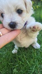 Bichon Frisé Puppies te koop, Dieren en Toebehoren, Honden | Chihuahua's en Gezelschapshonden, Particulier, Rabiës (hondsdolheid)