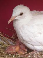 Witte tortelduifjes, Dieren en Toebehoren, Meerdere dieren