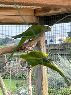 Barrabandparkieten, Dieren en Toebehoren, Vogels | Parkieten en Papegaaien, Geslacht onbekend, Parkiet