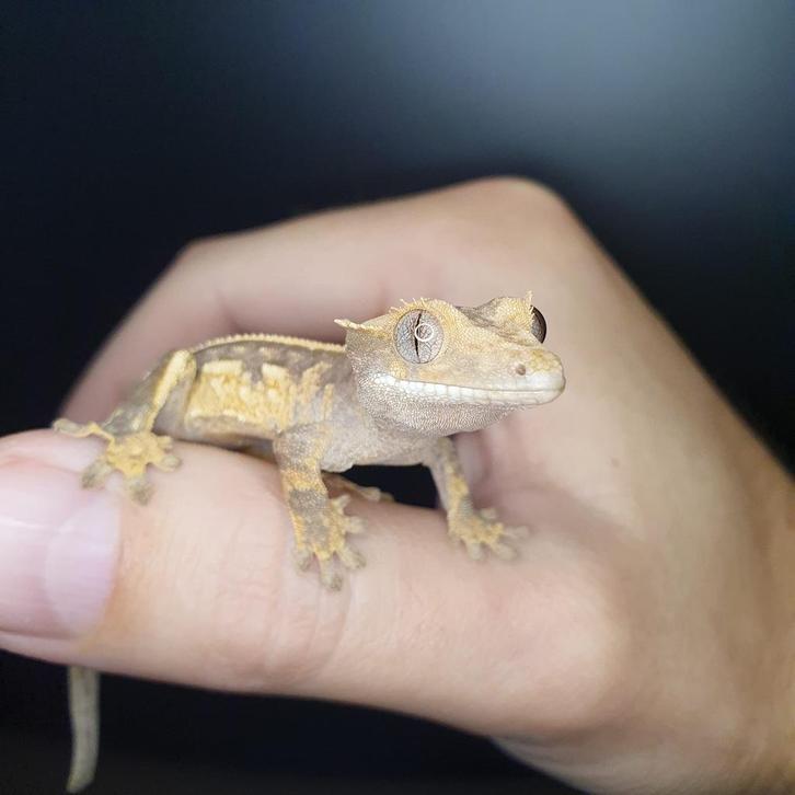 Correlophus Ciliatus Wimper gecko jong vermoedelijk man 1.0, Dieren en Toebehoren, Reptielen en Amfibieën, Hagedis, 0 tot 2 jaar