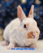 DE ENIGE ECHTE MINI LOFFELOHR KONIJNTJES, Dieren en Toebehoren, Konijnen, Meerdere dieren, Dwerg, 0 tot 2 jaar