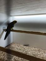Geelbuik rosella man, Dieren en Toebehoren, Vogels | Parkieten en Papegaaien, Mannelijk, Parkiet, Geringd