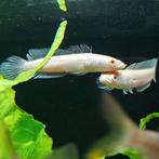 channa striatus, Dieren en Toebehoren, Vissen | Aquariumvissen, Vis