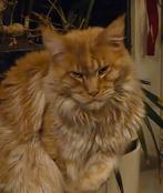 Lieve Maine Coon ex  kater met stamboom, Kater, Gechipt, 0 tot 2 jaar