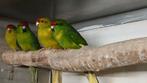 Kakariki, Dieren en Toebehoren, Meerdere dieren, Parkiet