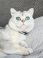 Dekkater (britse korthaar), 0 tot 2 jaar