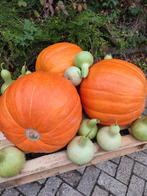 Prachtige siet en eetbare pompoenen - Halloween, Ophalen of Verzenden, Volle zon