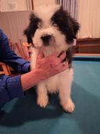 2 groote boomer pups 2 teefjes, Dieren en Toebehoren, Rabiës (hondsdolheid), 15 weken tot 1 jaar, Overige rassen, Meerdere