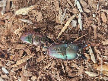 Lamprima adolphinae  beschikbaar voor biedingen