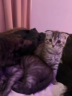 Kittens, Dieren en Toebehoren