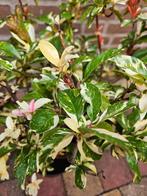 Photinia davidiana 'Palette' – Chinese Glansmispel, Ophalen, Zomer, Overige soorten, Halfschaduw