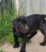 Cane corso teefje, Rabiës (hondsdolheid), Overige rassen, 8 tot 15 weken, Teef