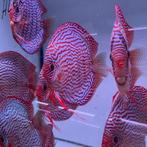 Rood turquoise x Red Spotted green 8-9 cm -Discus- Koidream, Dieren en Toebehoren, Vissen | Aquariumvissen, Zoetwatervis, Vis