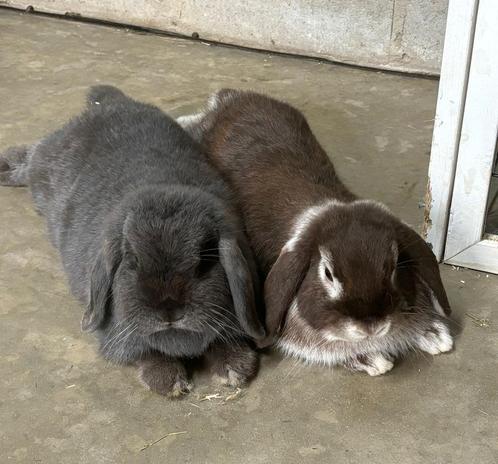Prachtig koppeltje NHD, Dieren en Toebehoren, Konijnen, Dwerg, Meerdere dieren, 0 tot 2 jaar, Hangoor