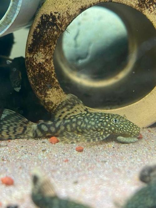 Ancistrus verschillende maten normale kleur, Dieren en Toebehoren, Vissen | Aquariumvissen, Zoetwatervis, Vis