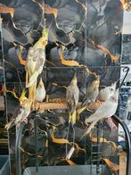 Tamme jonge valkjes, Dieren en Toebehoren, Vogels | Overige Vogels, Tropenvogel