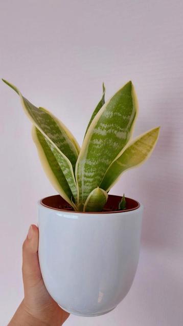 Prachtige sanseveria/vrouwentong plant in een chique pot beschikbaar voor biedingen