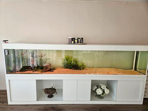 Xxl aquarium, Dieren en Toebehoren, Vissen | Aquaria en Toebehoren, Gebruikt, Gevuld zoetwateraquarium, Ophalen